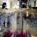 �ؒY�̓�������(C)NACD